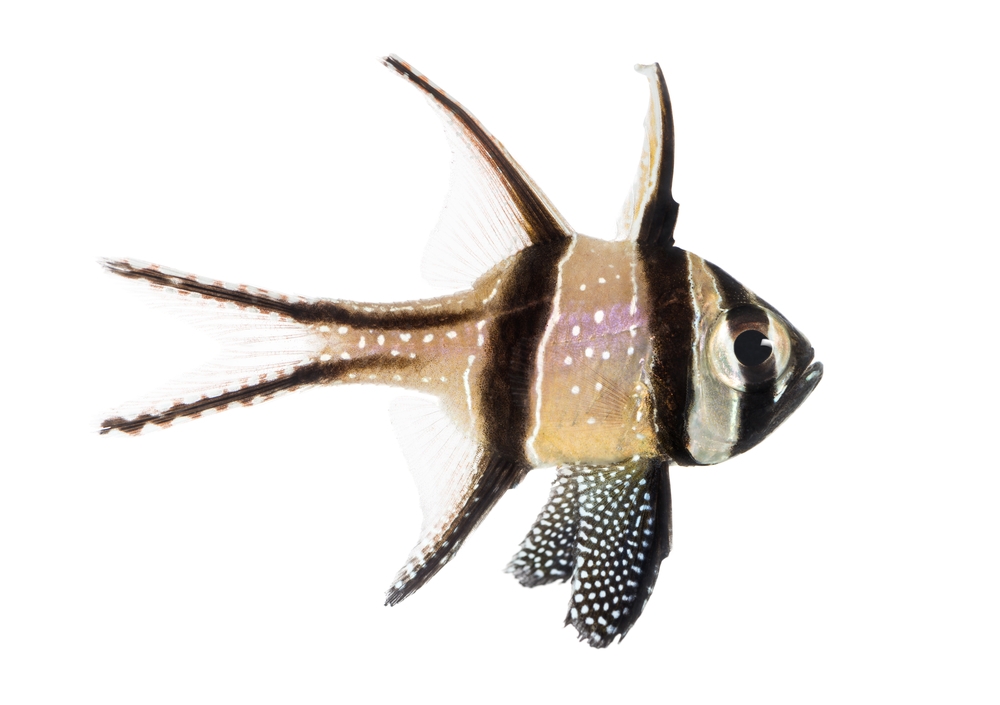 Cardinal Fish