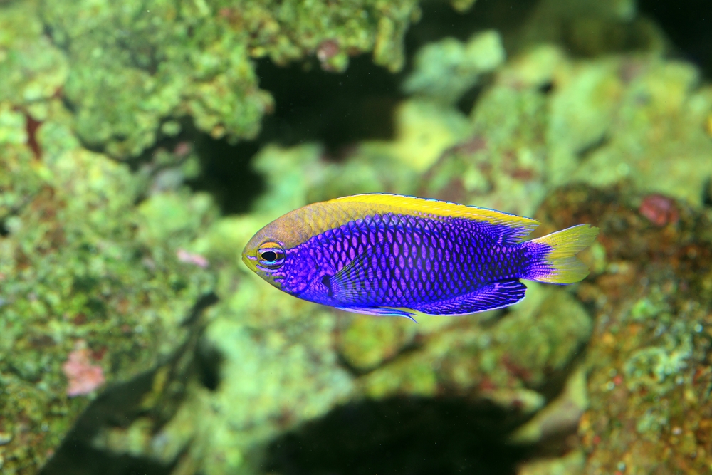 Damselfish