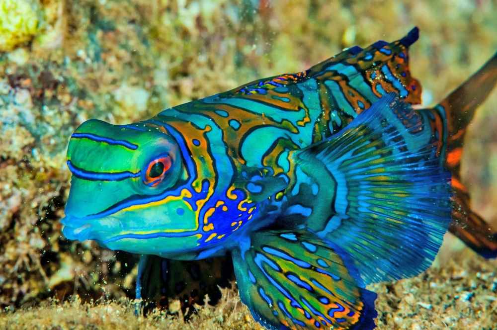 Mandarin and Dragonet Fish