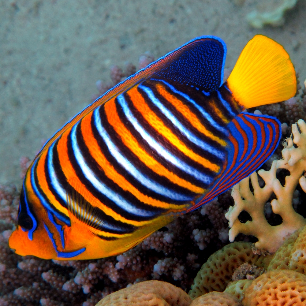 Angelfish Marine