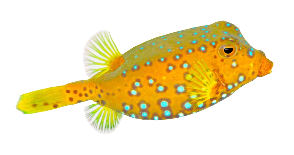 Boxfish