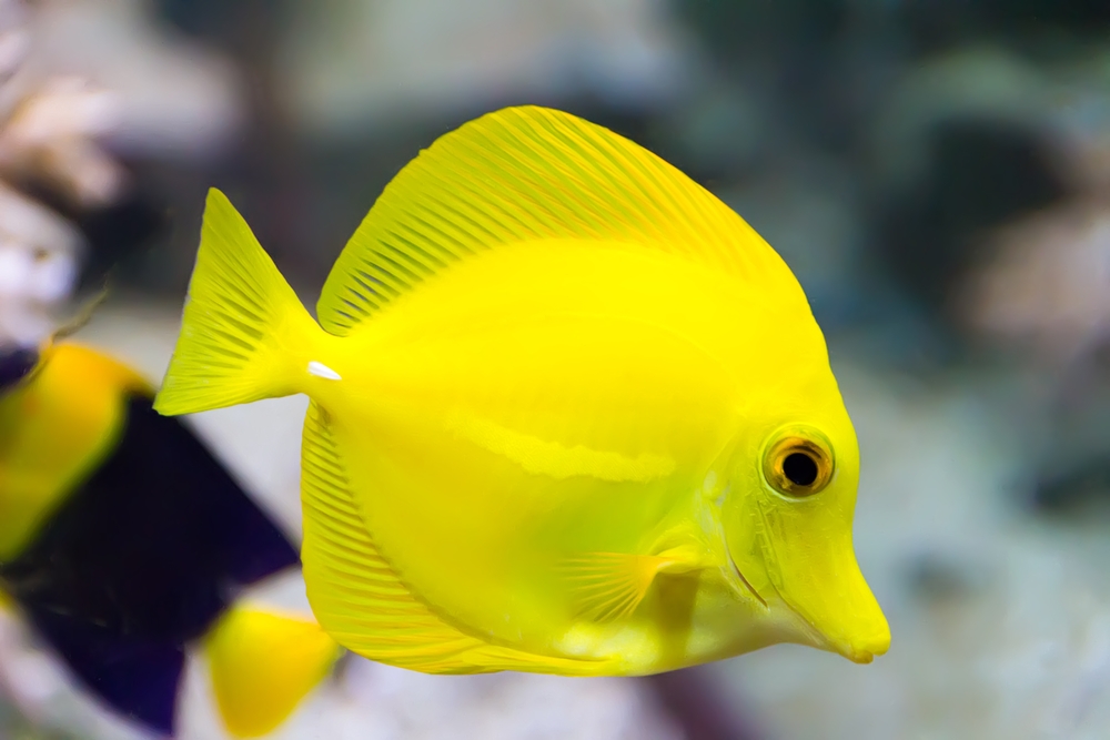 Tang Surgeon Fish