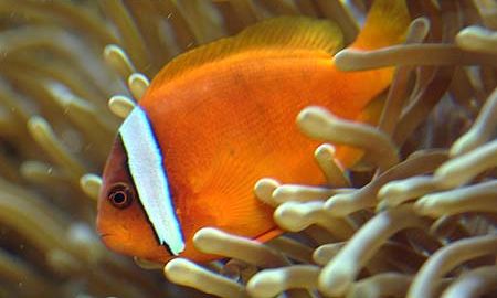 Clown FIsh