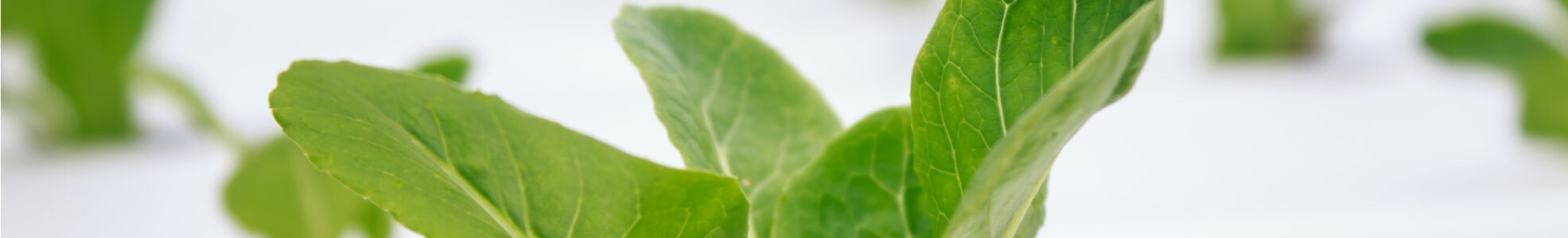 Aquaponics