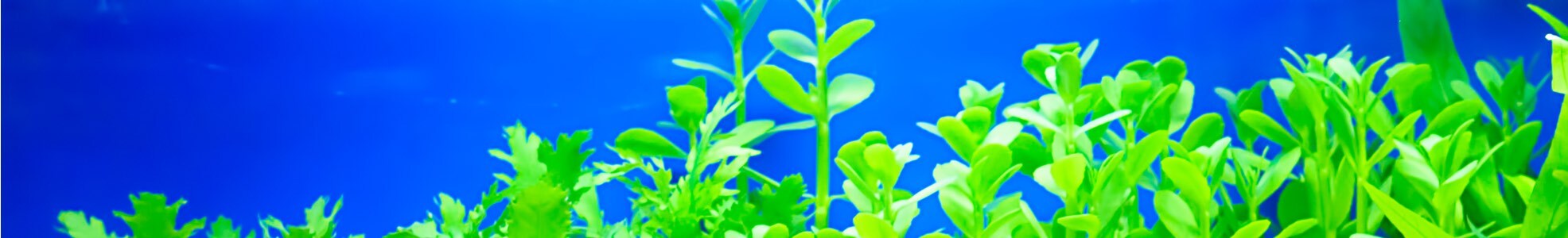 Plants