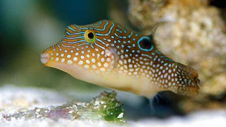 Puffer Fish Marine