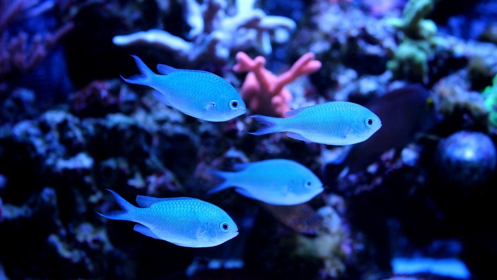 Chromis