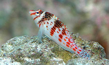 Hawkfish