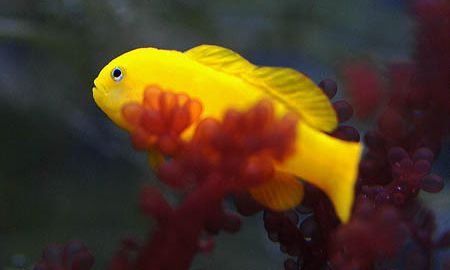 Goby & Dart Fish Marine