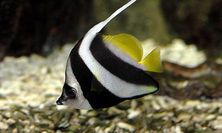Bannerfish