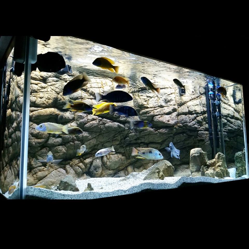 Tank Backgrounds