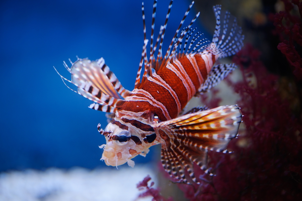 Lion Fish