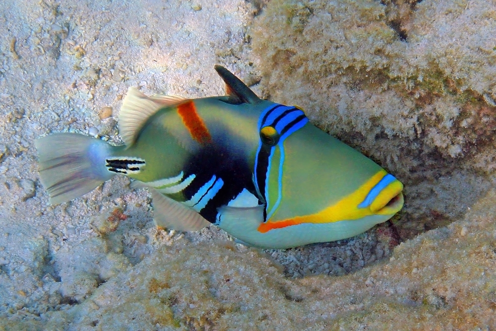 Triggerfish