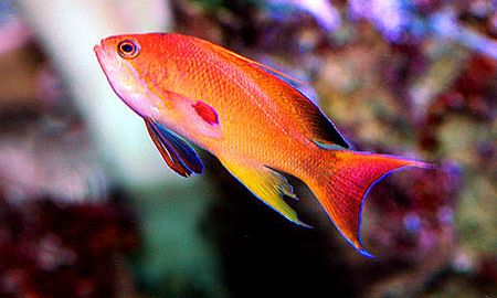 Anthias & Basslet Marine Fish