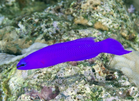 Dottyback