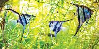 Angel Fish