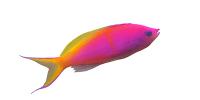 Anthias & Basslet Marine Fish