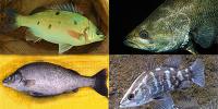 Aquaponics Fish