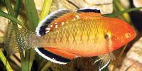 Australian Native Fish