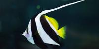 Bannerfish