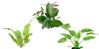 Bare Root Plants