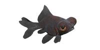Black Moor Goldfish