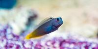Blenny Fish Marine