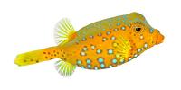 Boxfish