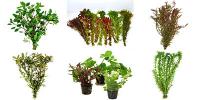 Bunch Plants