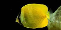 Butterfly Fish