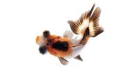 Butterfly Tail Goldfish