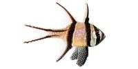 Cardinal Fish