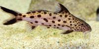 Catfish
