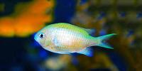 Chromis
