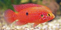 Cichlids