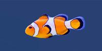 Clown FIsh