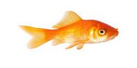 Comet Goldfish