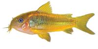 Corydoras Catfish