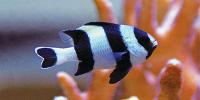 Damselfish