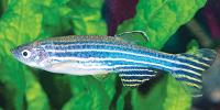Danios
