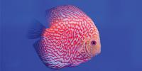 Discus Fish