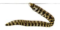 Eels
