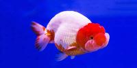 Fancy Goldfish