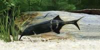 Featured Freshwater Fish