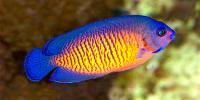 Featured Marine Fish