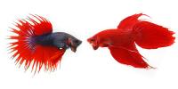 Fighting Fish