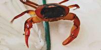 Crabs