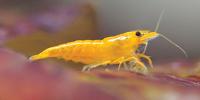 Shrimp and Crayfish