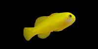 Goby & Dart Fish Marine