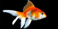 Goldfish
